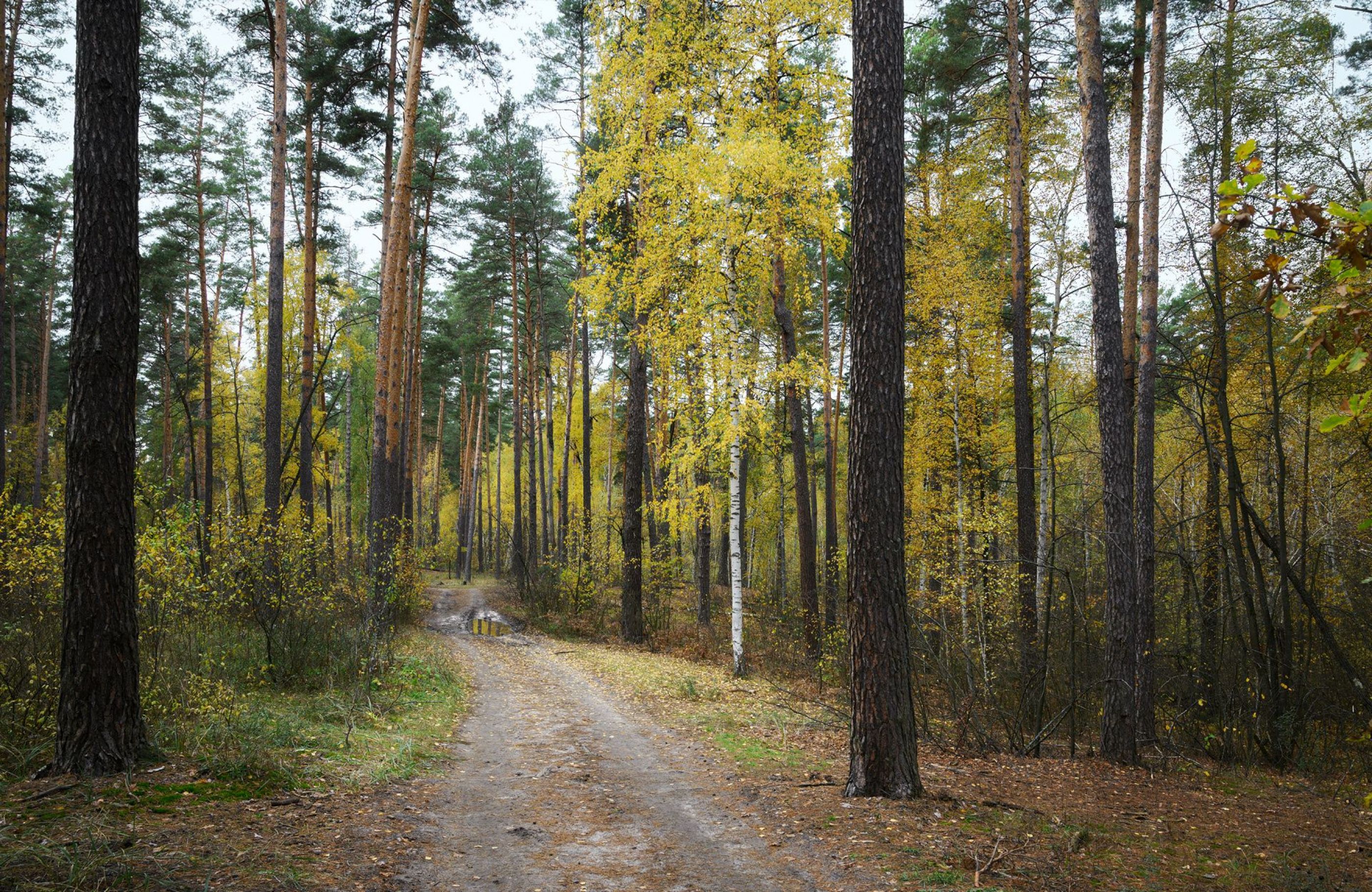 Дорожка осеннего леса